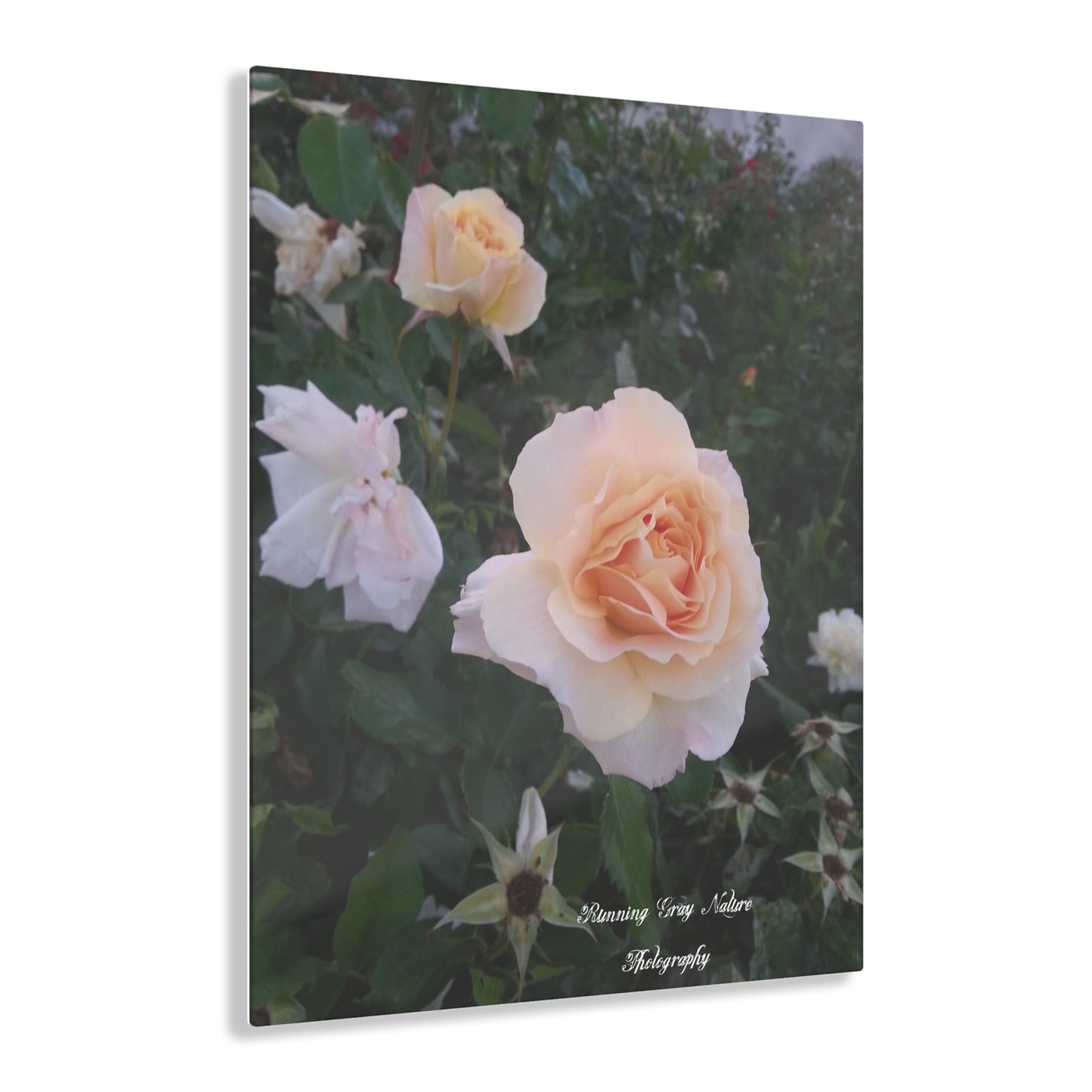 White Roses Acrylic Prints