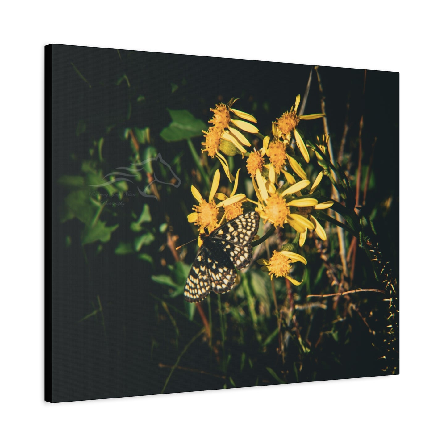 Checkerspot Butterfly Canvas