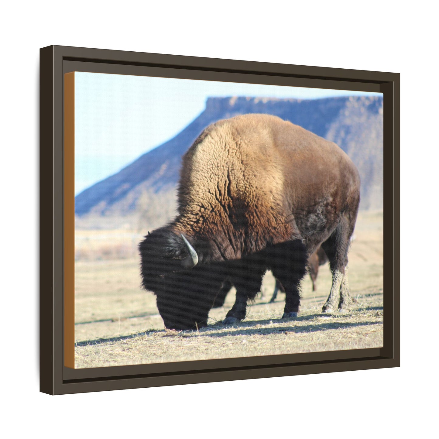 Big Daddy Buffalo Framed Canvas