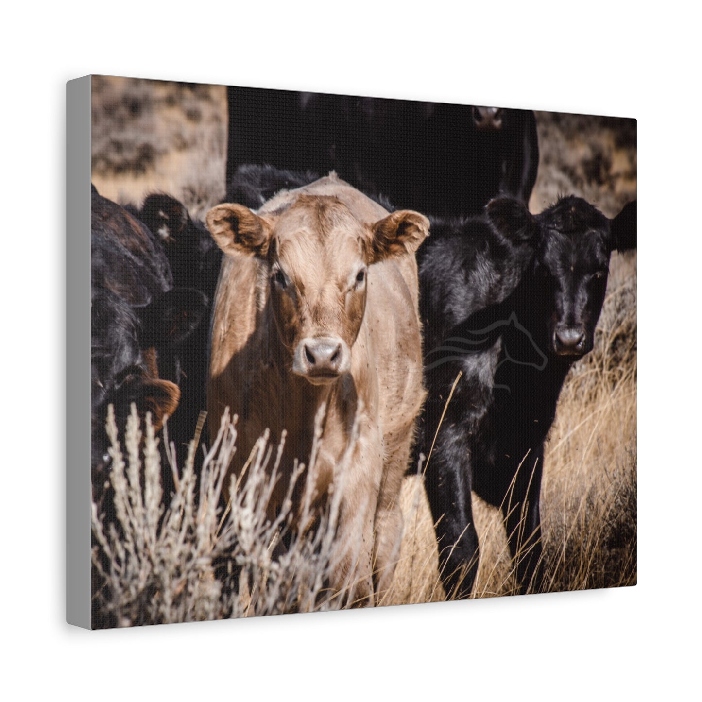 Baby Blonde Calf