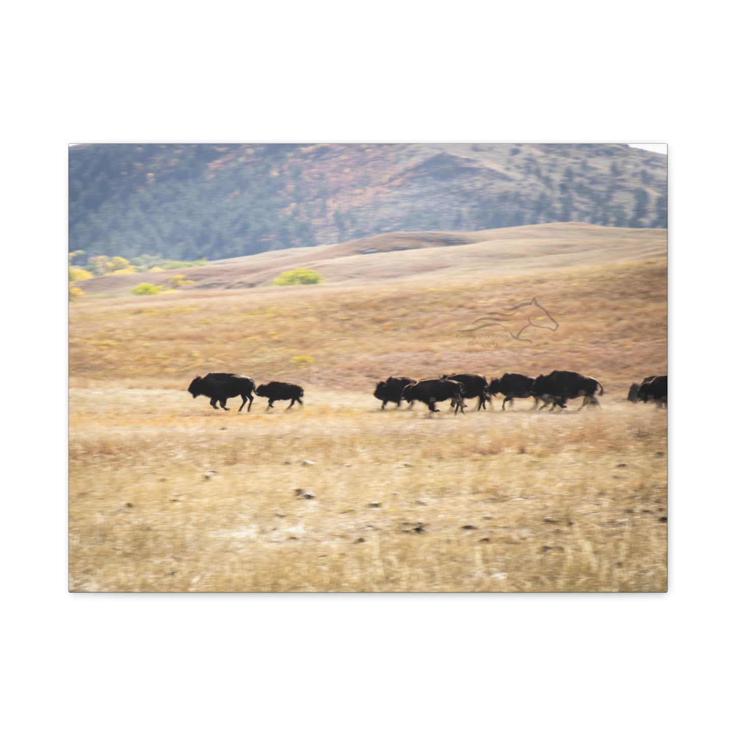 Beginning Buffalo Herd Canvas