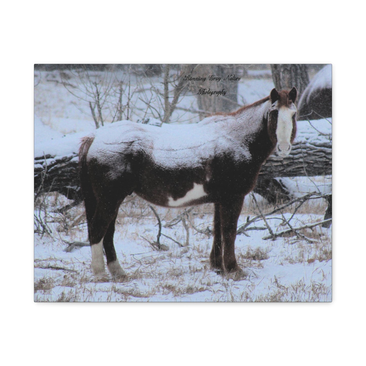 Snow Blanket Horse Matte Canvas, Stretched, 1.25"