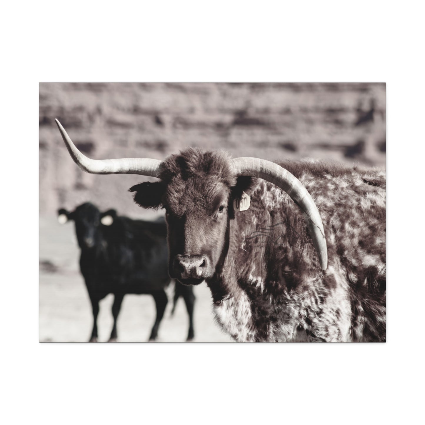 Rustic Longhorn Canvas