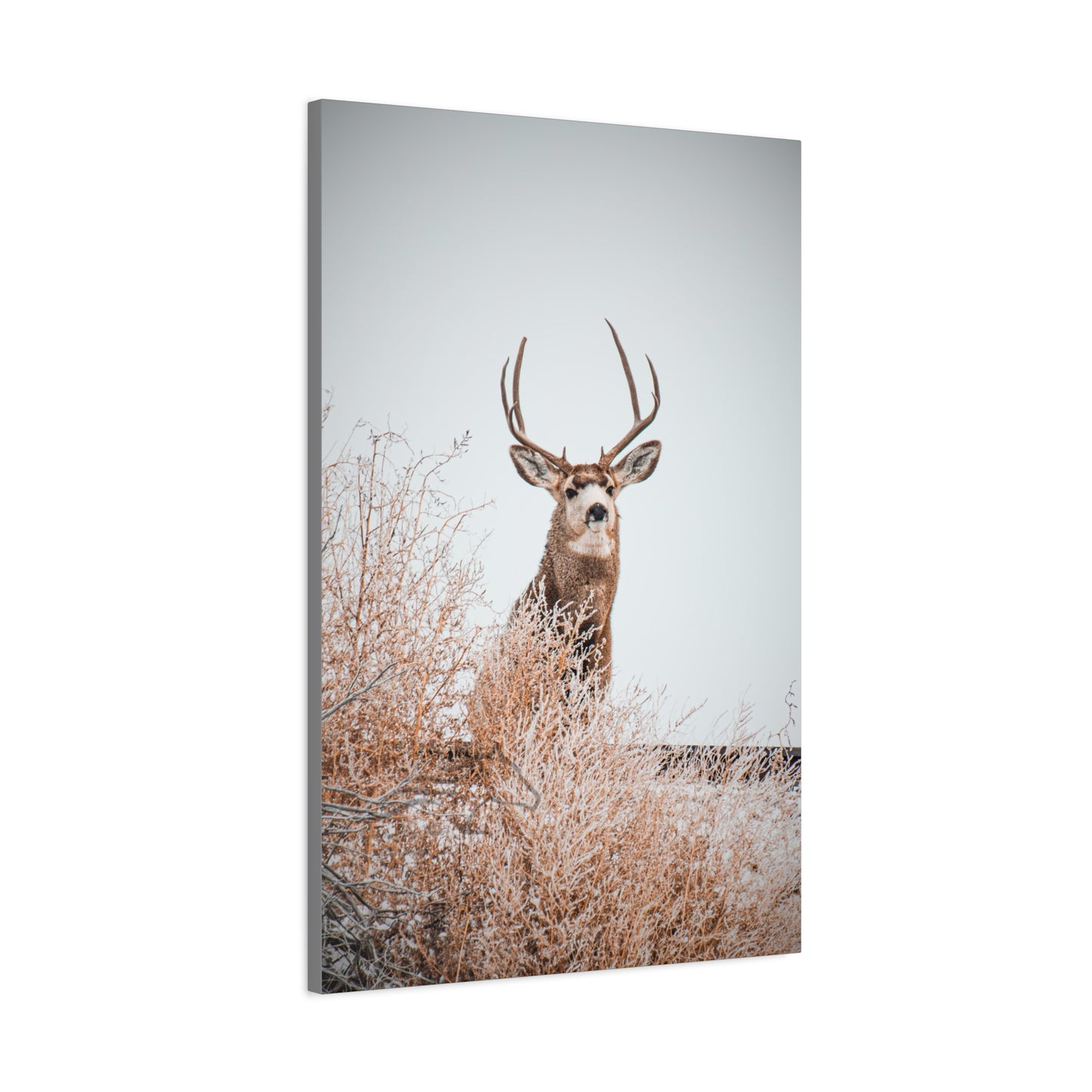 Rustic Deer Canvas