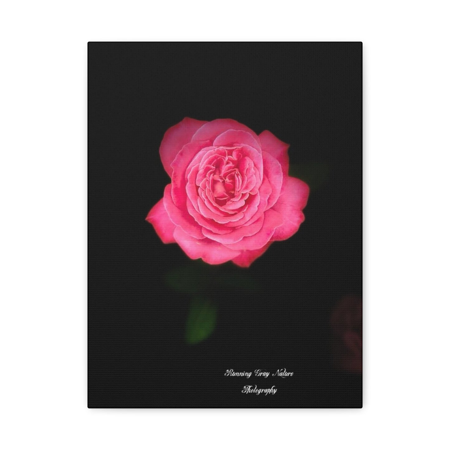 Pink Peace Rose Matte Canvas, Stretched, 1.25"