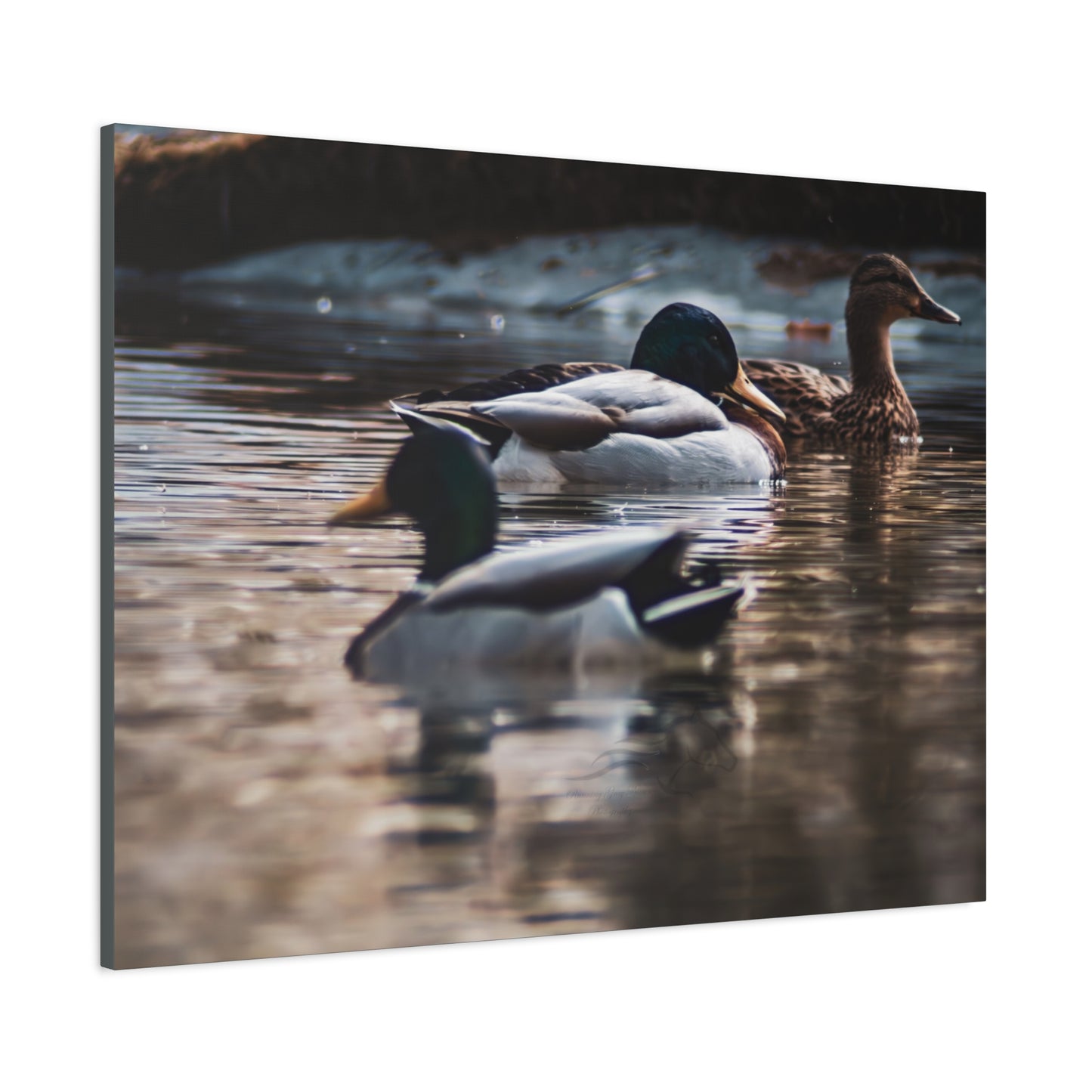 Mallard Ducks Canvas