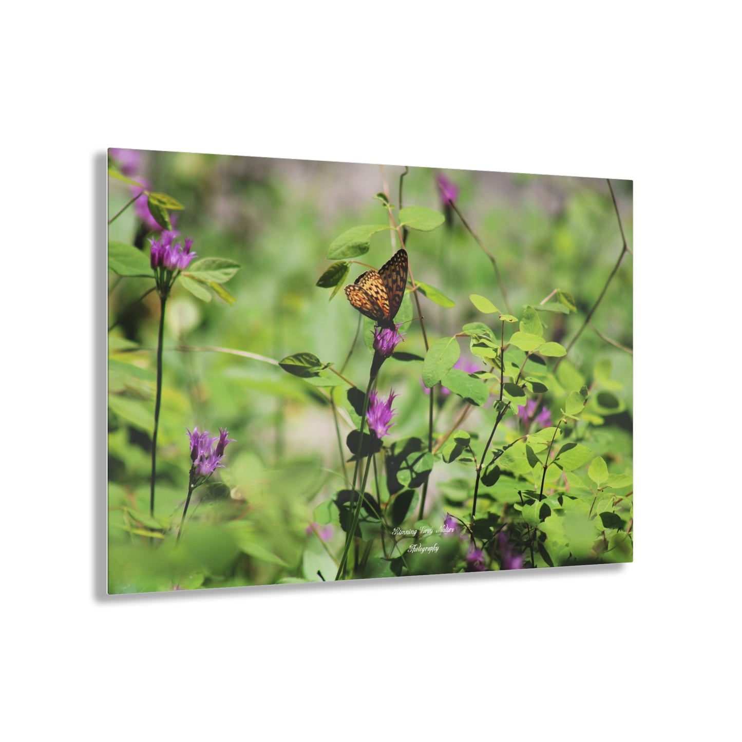 Butterfly Acrylic Prints