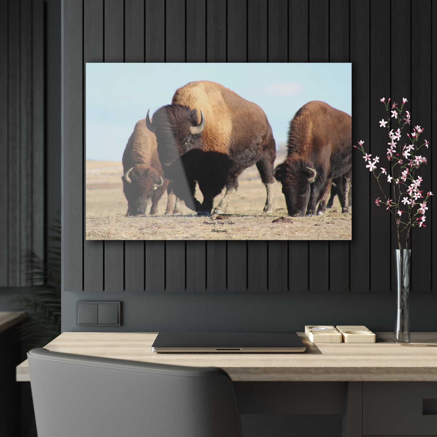 Buffalo Herd Acrylic Prints