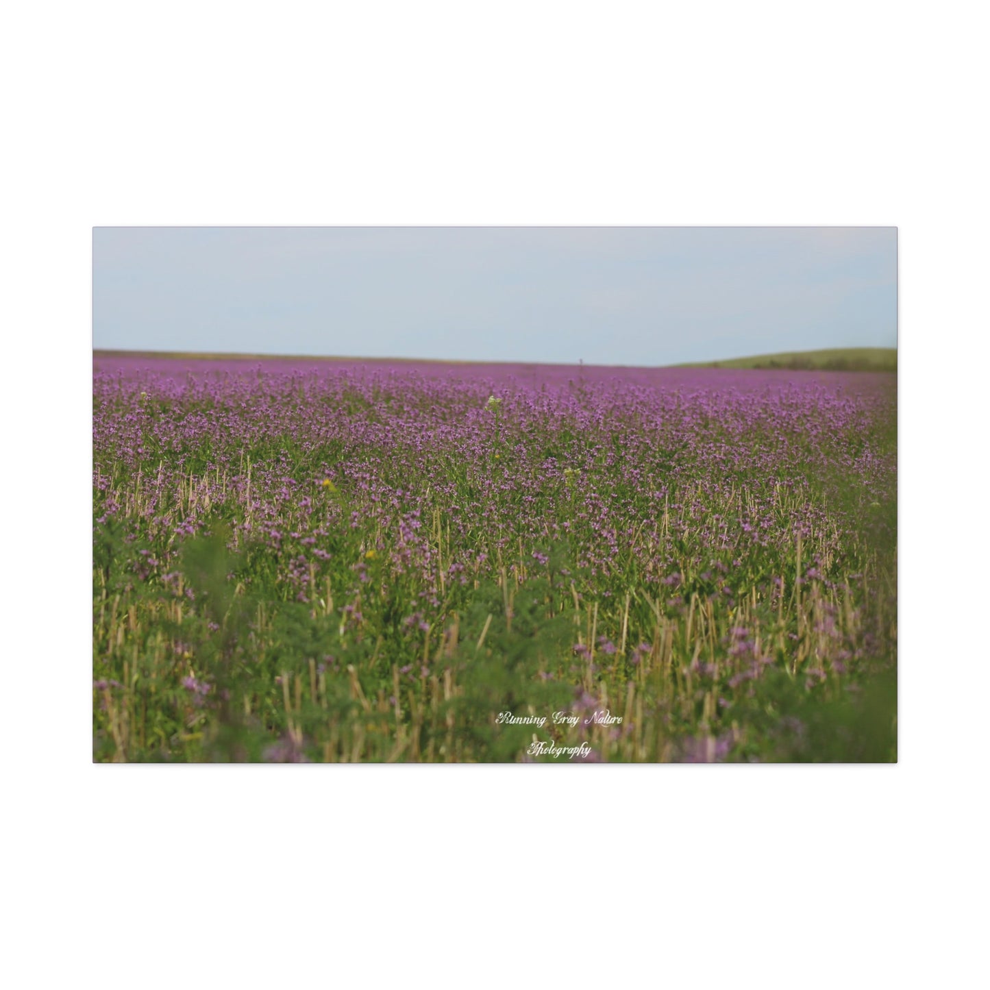 Purple Dead Nettle Field Matte Canvas, Stretched, 1.25"