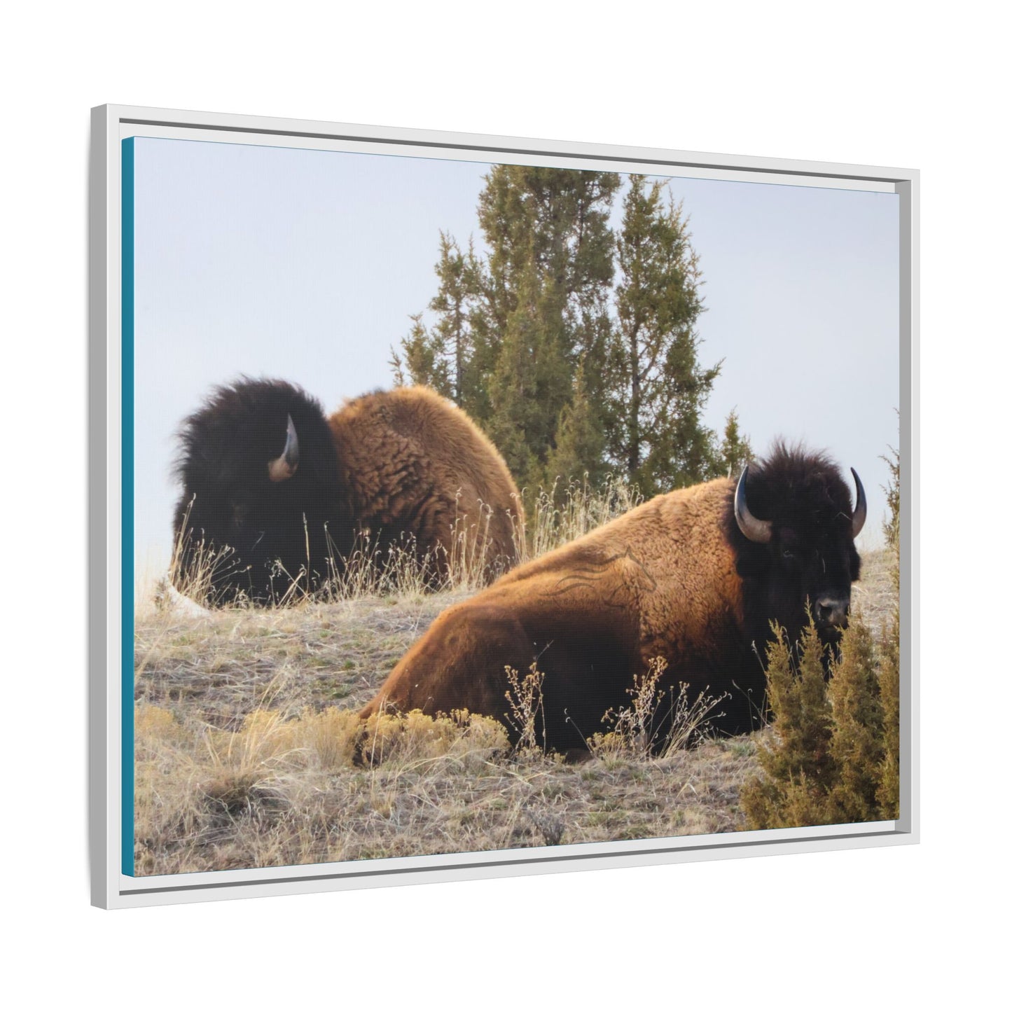 Two Bull Buffalo Framed Canvas