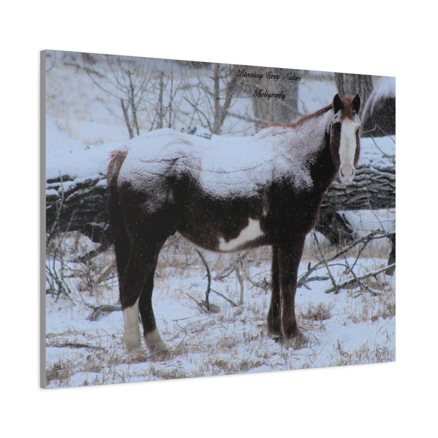 Snow Blanket Horse Matte Canvas, Stretched, 1.25"