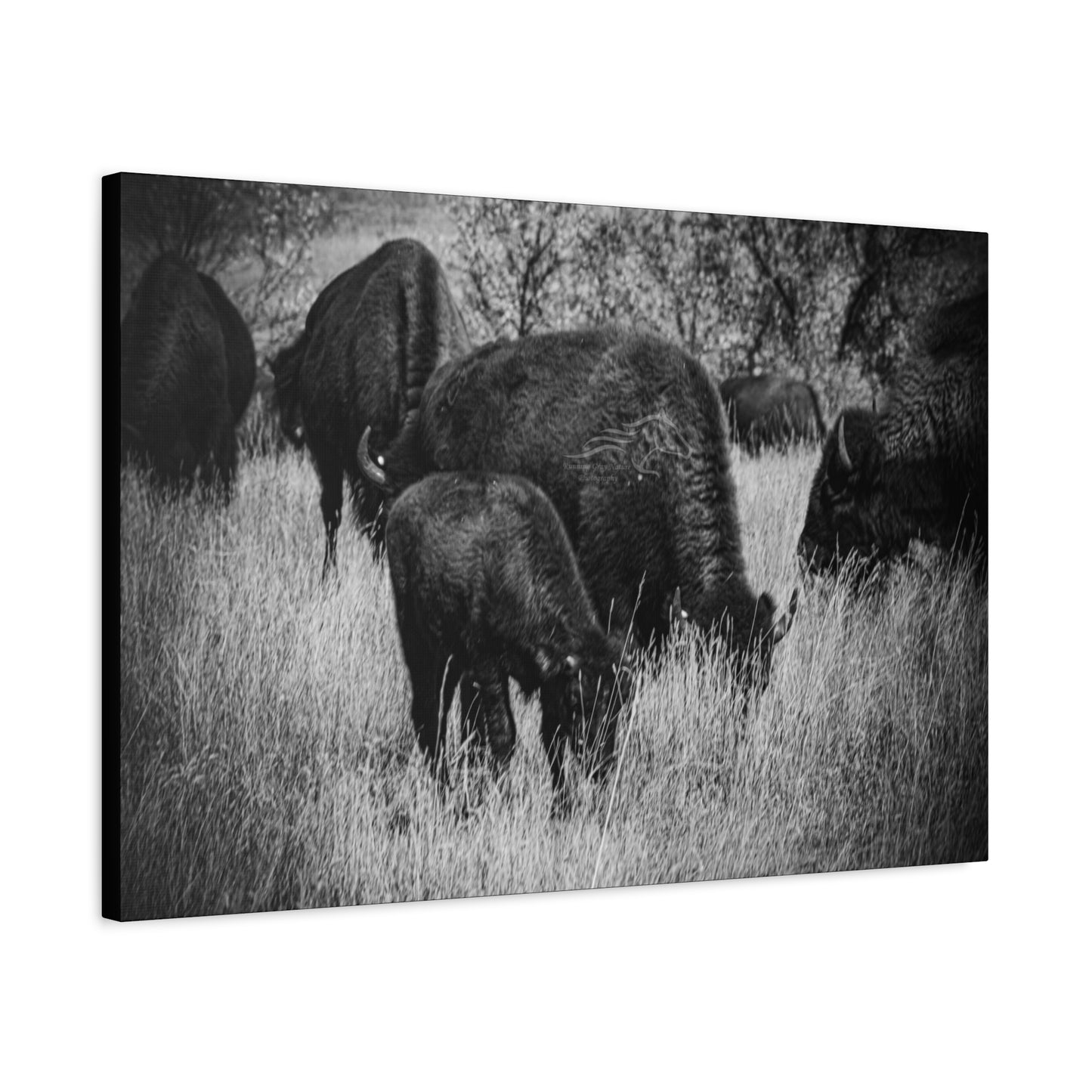 Black and White Buffalo Canvas
