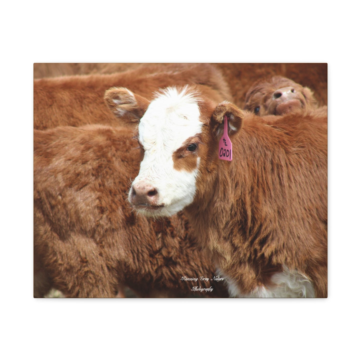 Red, White-Faced Calf Matte Canvas, Stretched, 1.25"