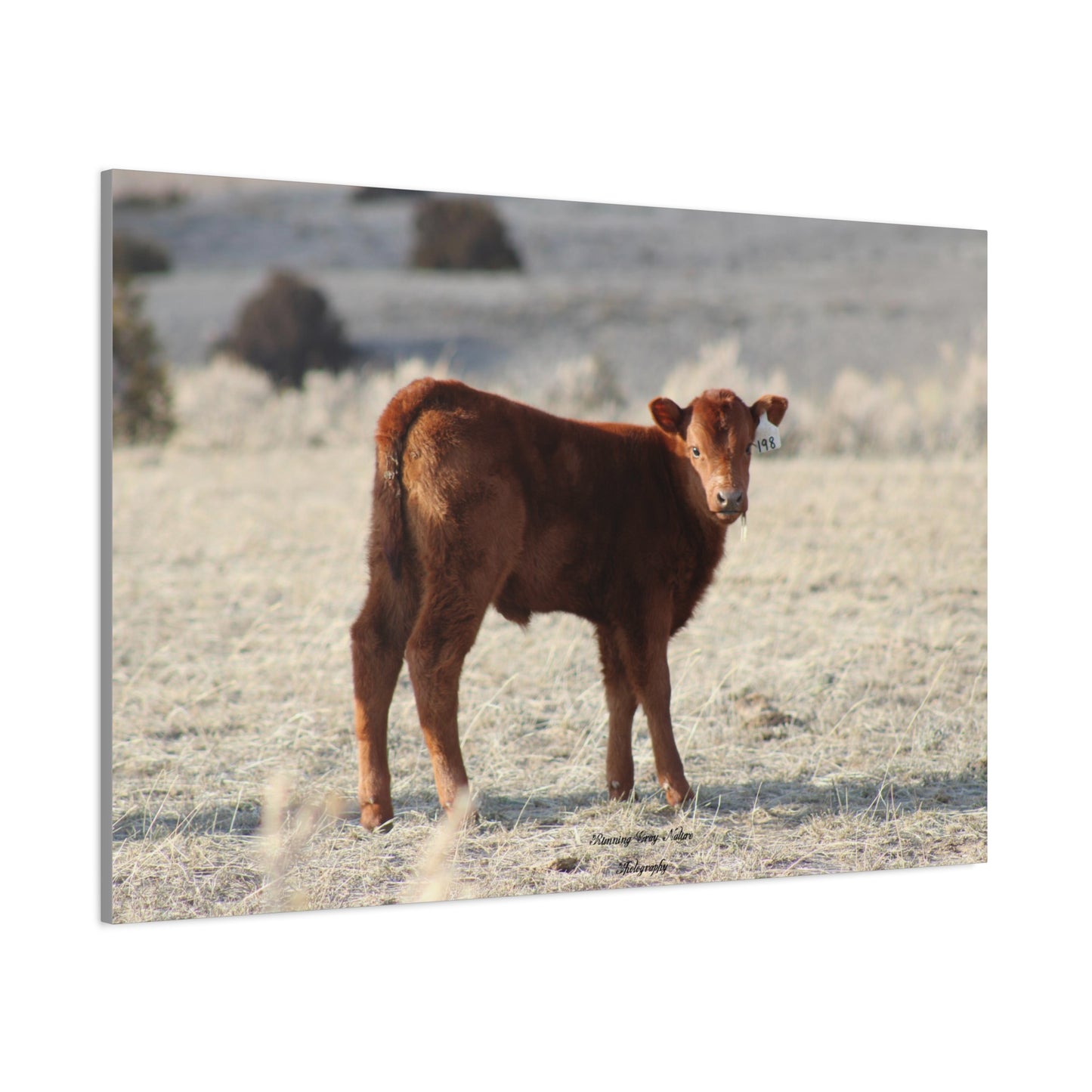 Baby Calf 198 Matte Canvas, Stretched, 1.25"