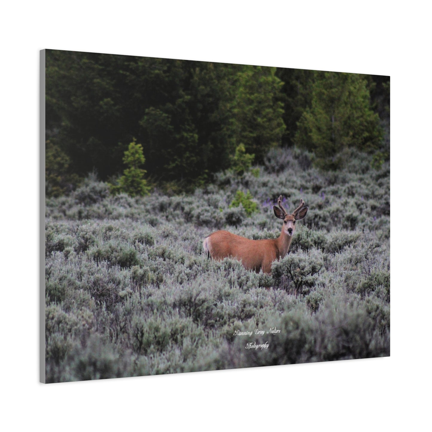 Wyoming Deer Matte Canvas, Stretched, 1.25"