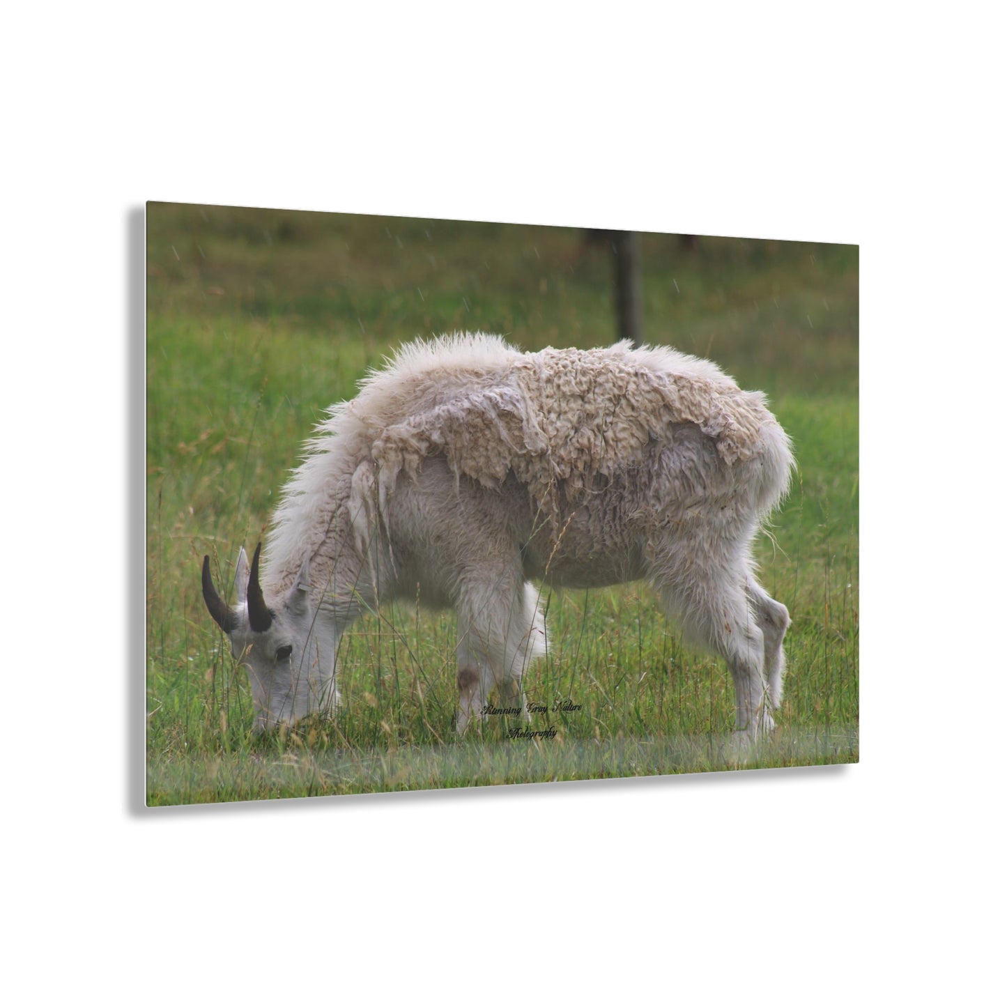 Mountain Goat Acrylic Prints