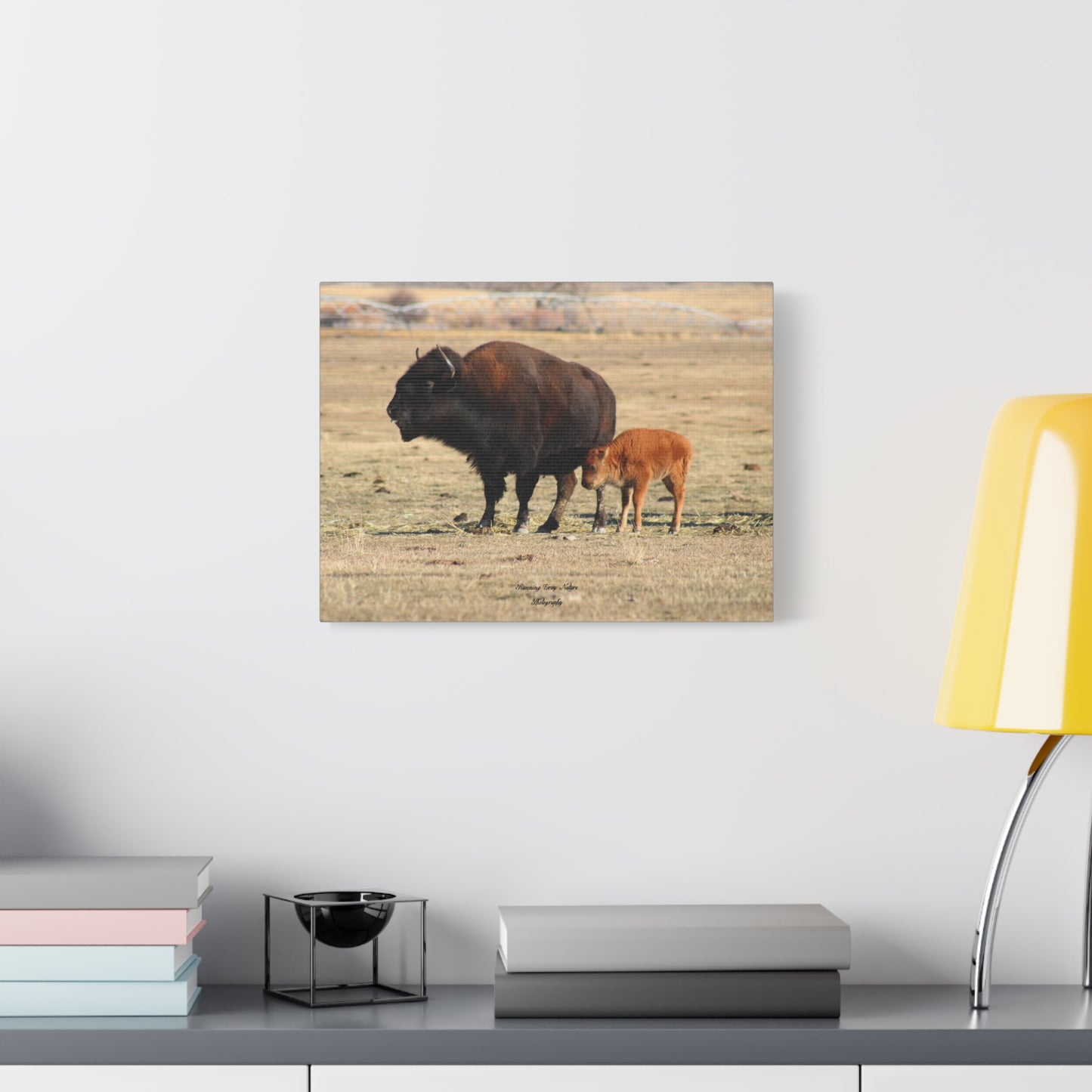 Momma and Baby Buffalo Matte Canvas, Stretched, 1.25"