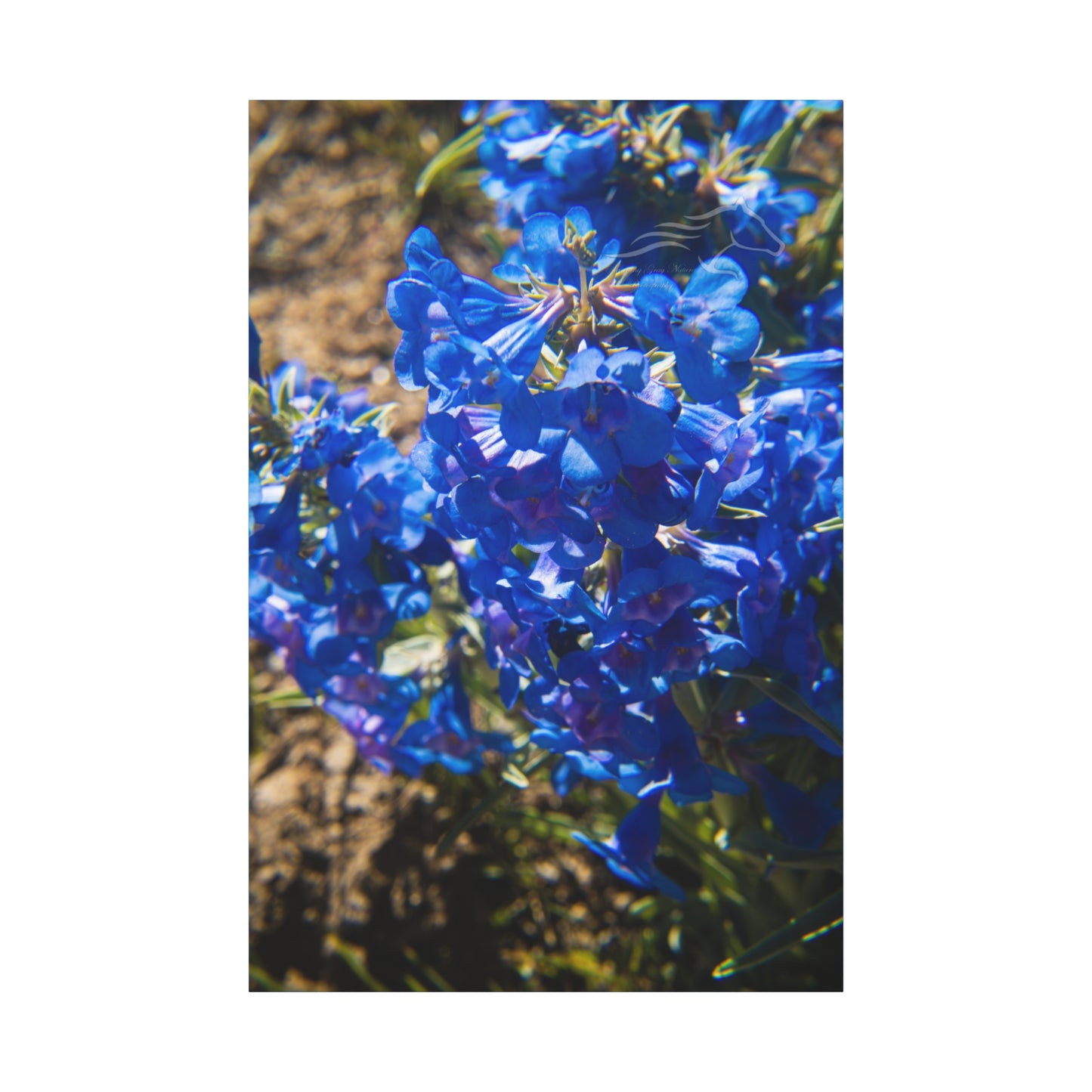 Rocky Mountain Beardtongue Canvas