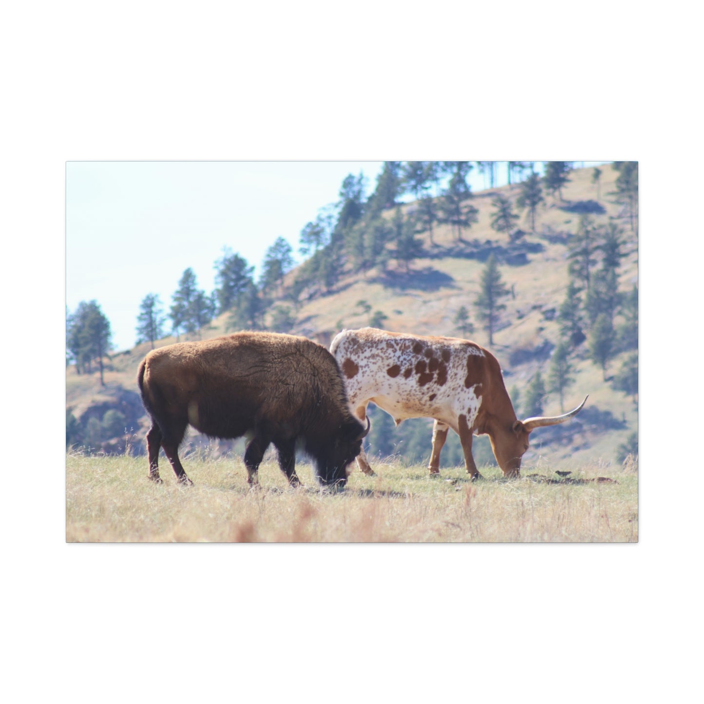 Long Horn and Buffalo Canvas
