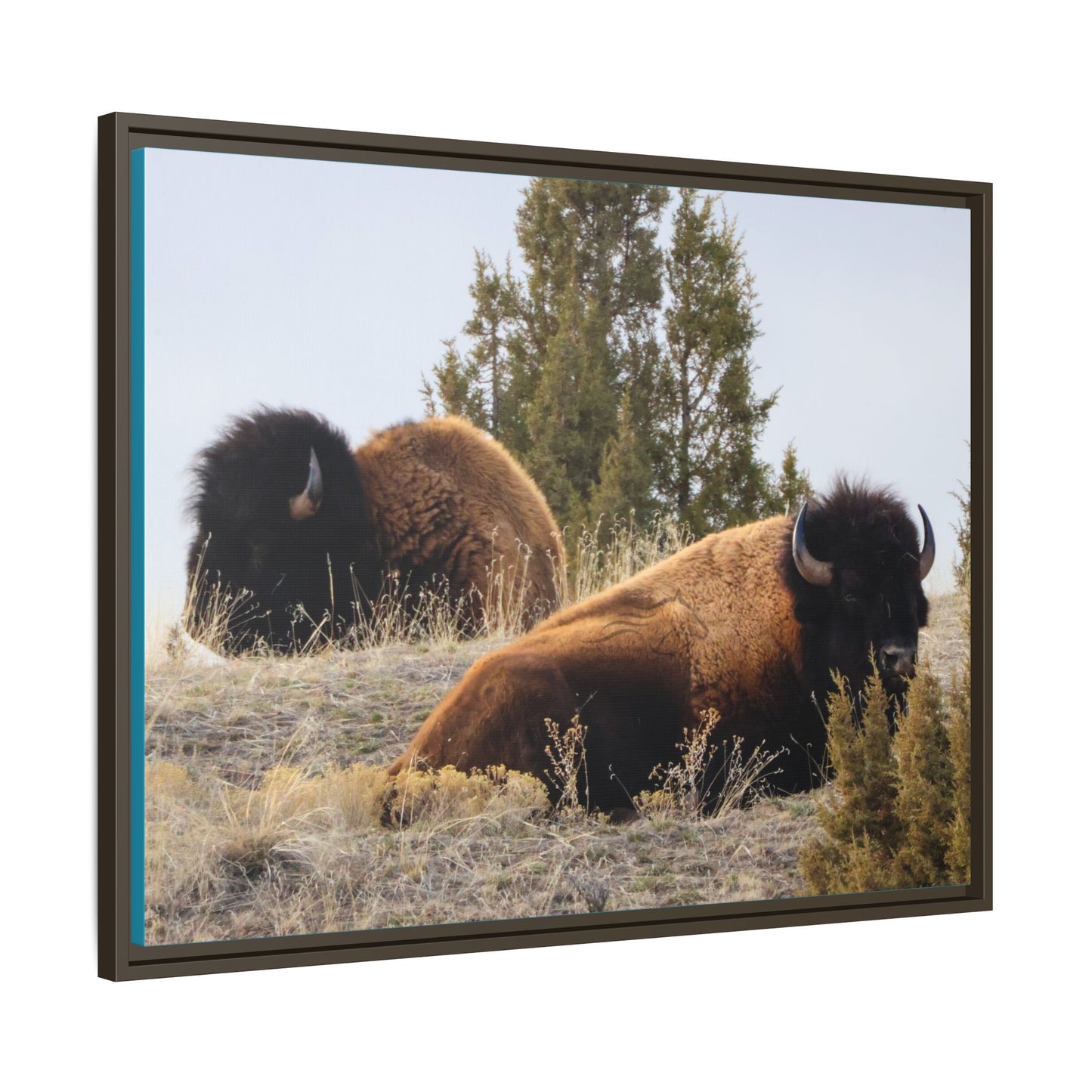 Two Bull Buffalo Framed Canvas