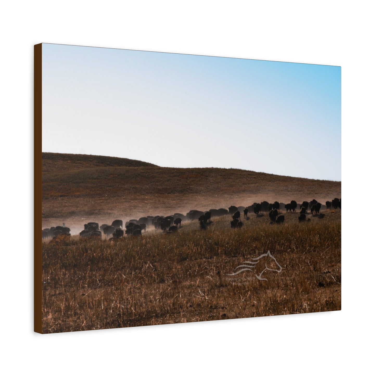 Buffalo Herd Canvas