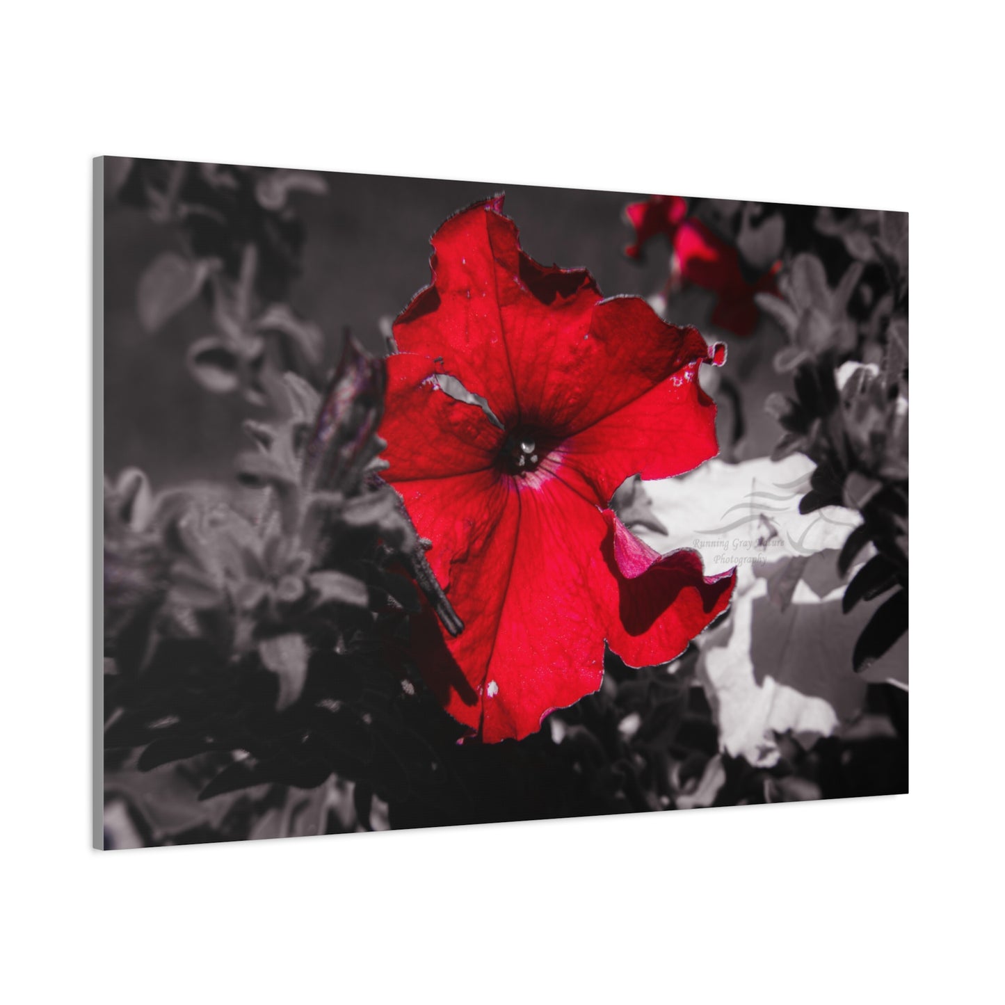 Black and Red Flower Canvas