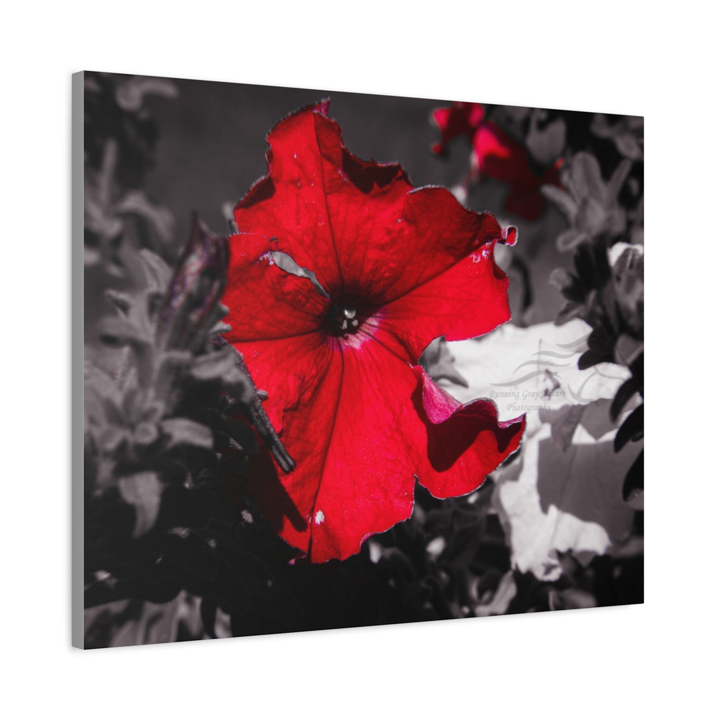Black and Red Flower Canvas