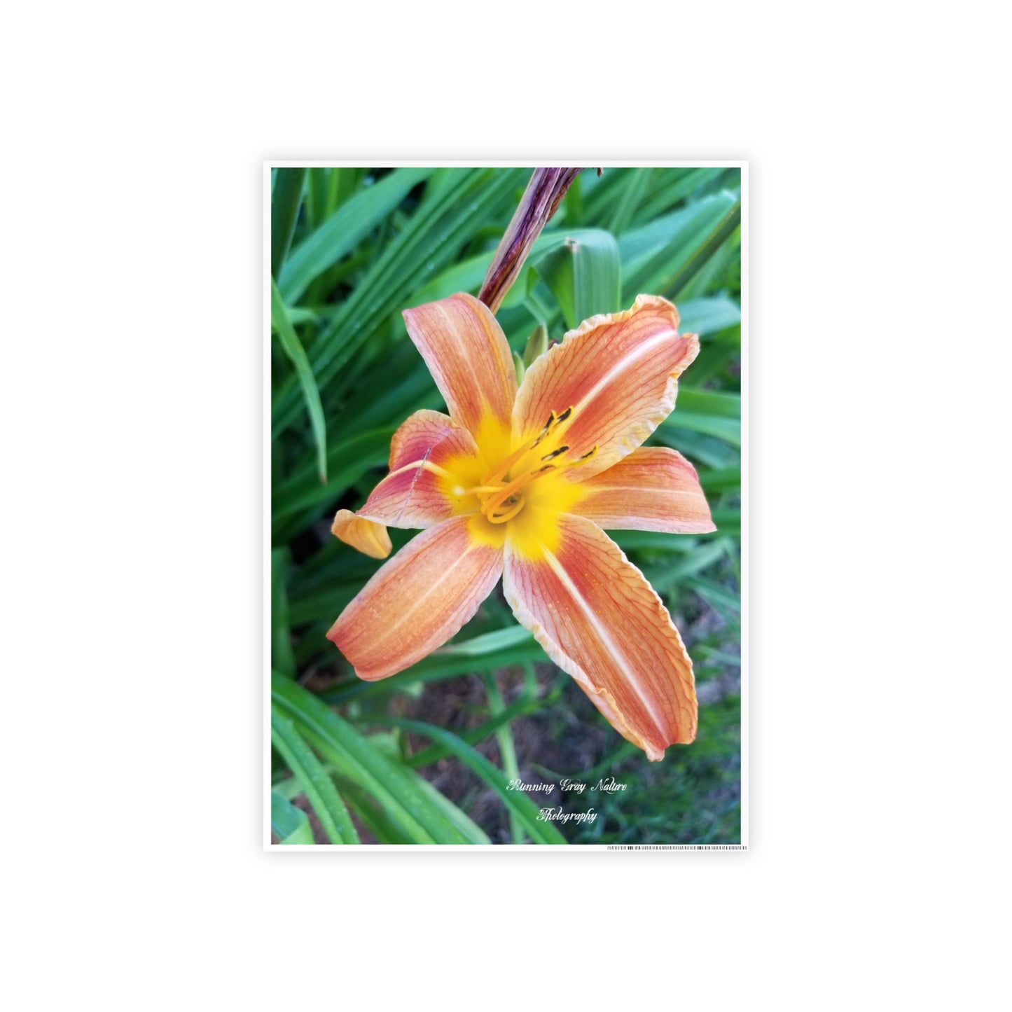 Posters Board Orange Day Lily