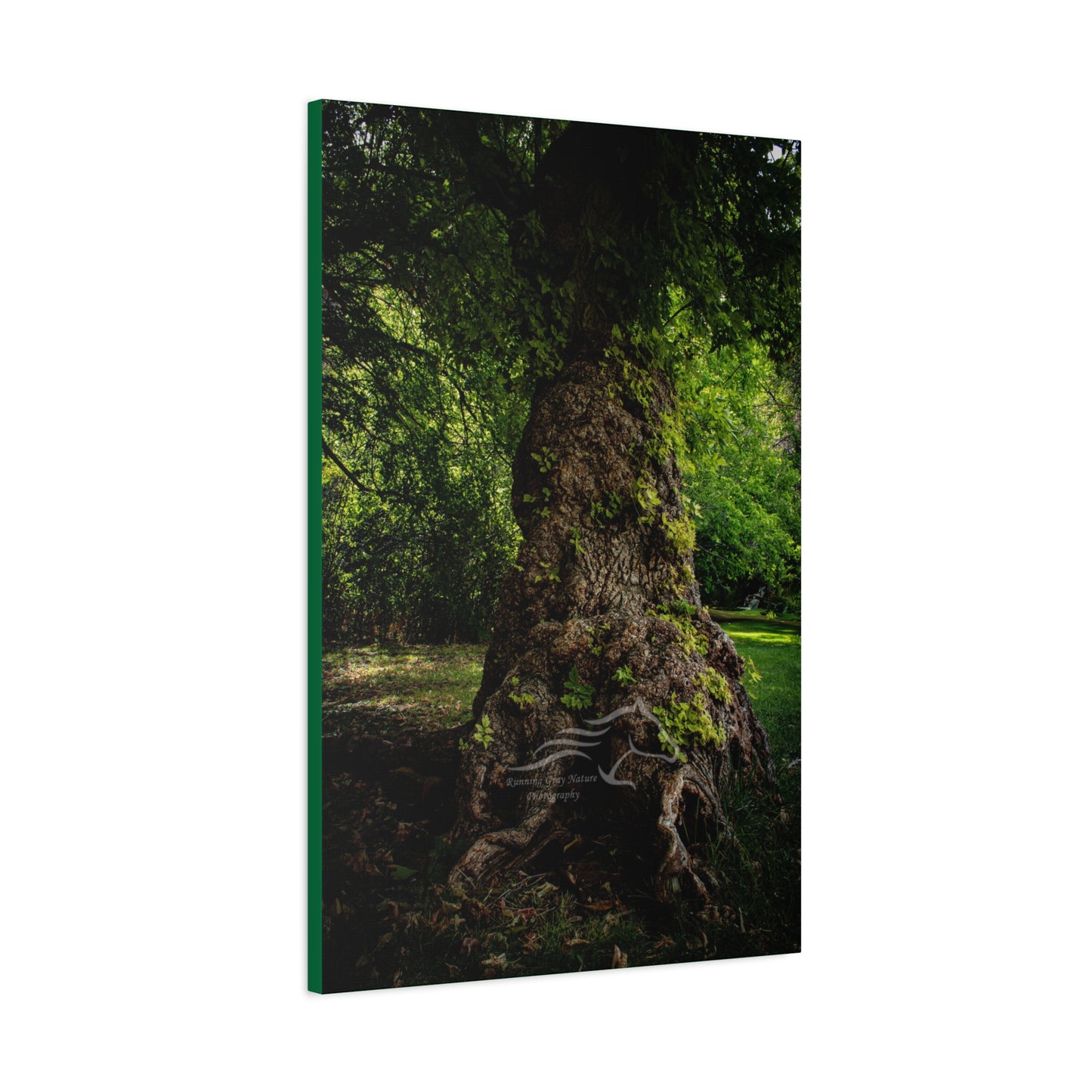 Natural Green Tree Canvas