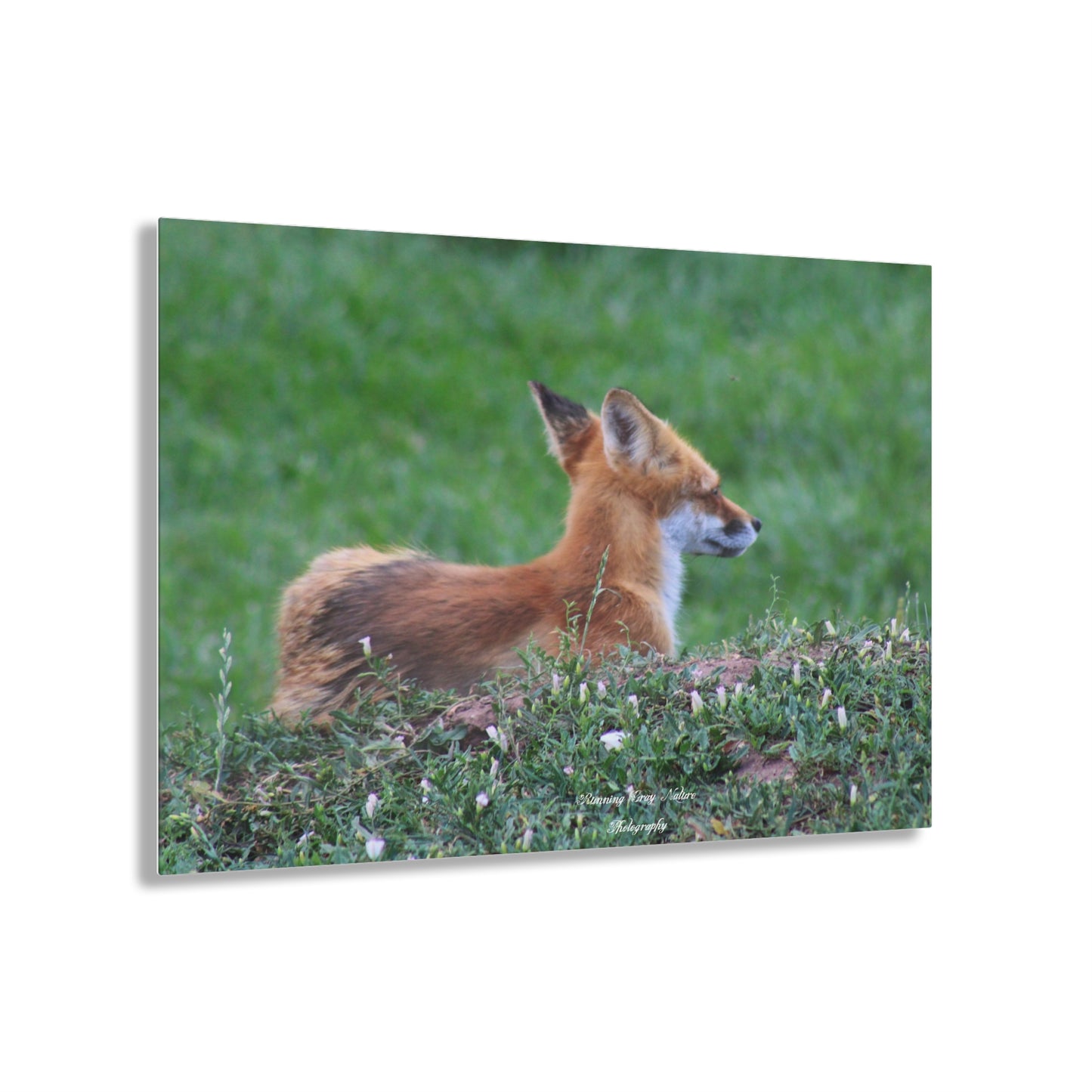 Red Tail Fox Acrylic Prints