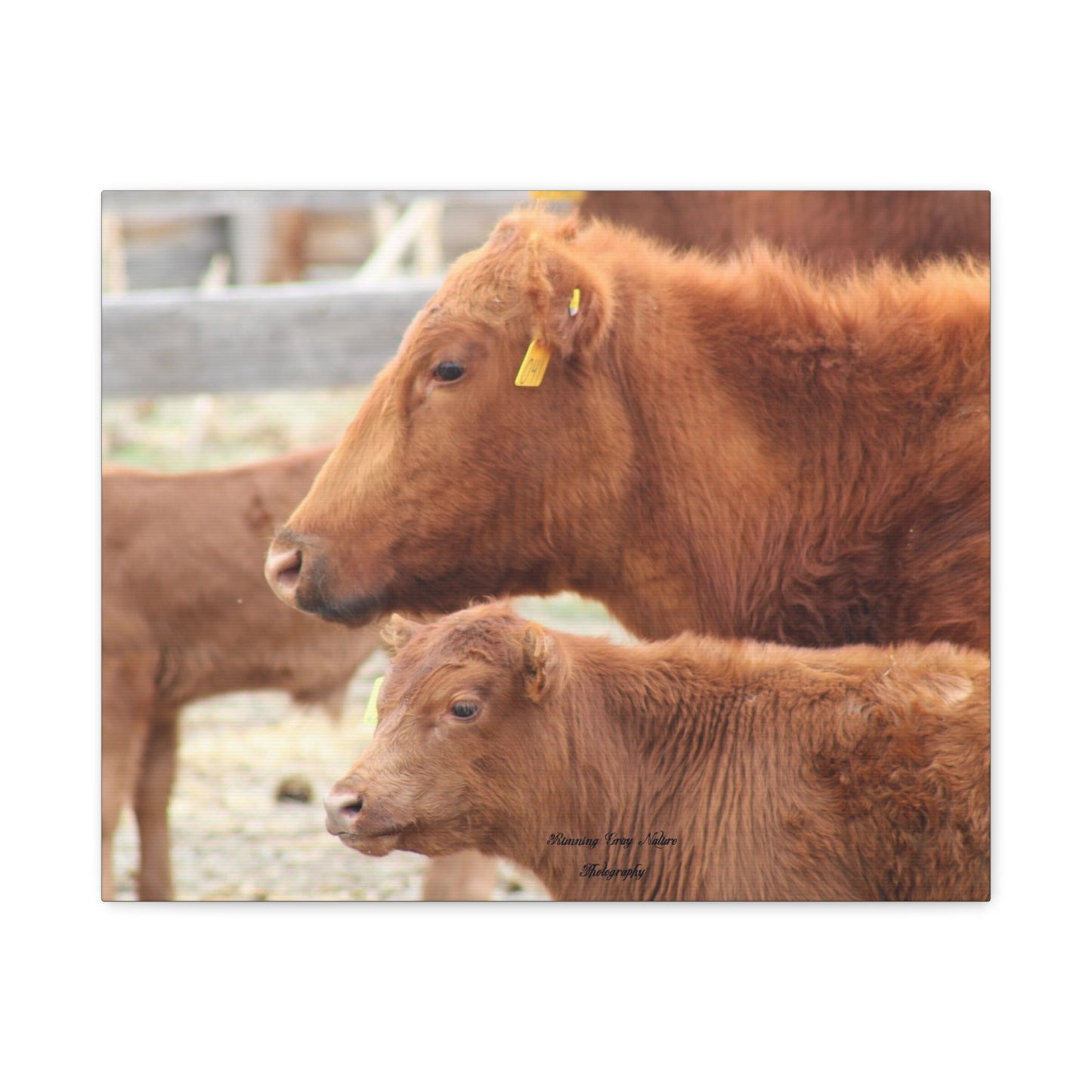 Momma and Baby Calf Matte Canvas, Stretched, 1.25"