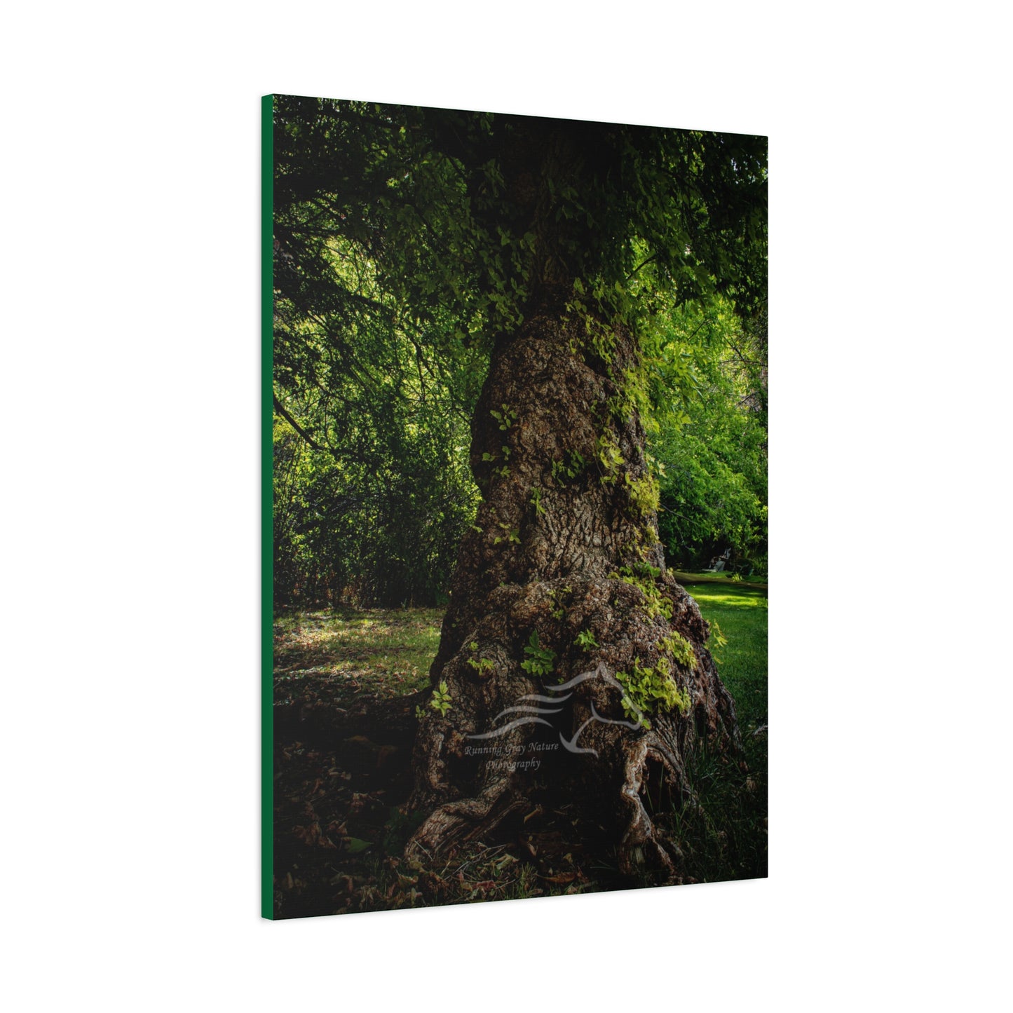 Natural Green Tree Canvas