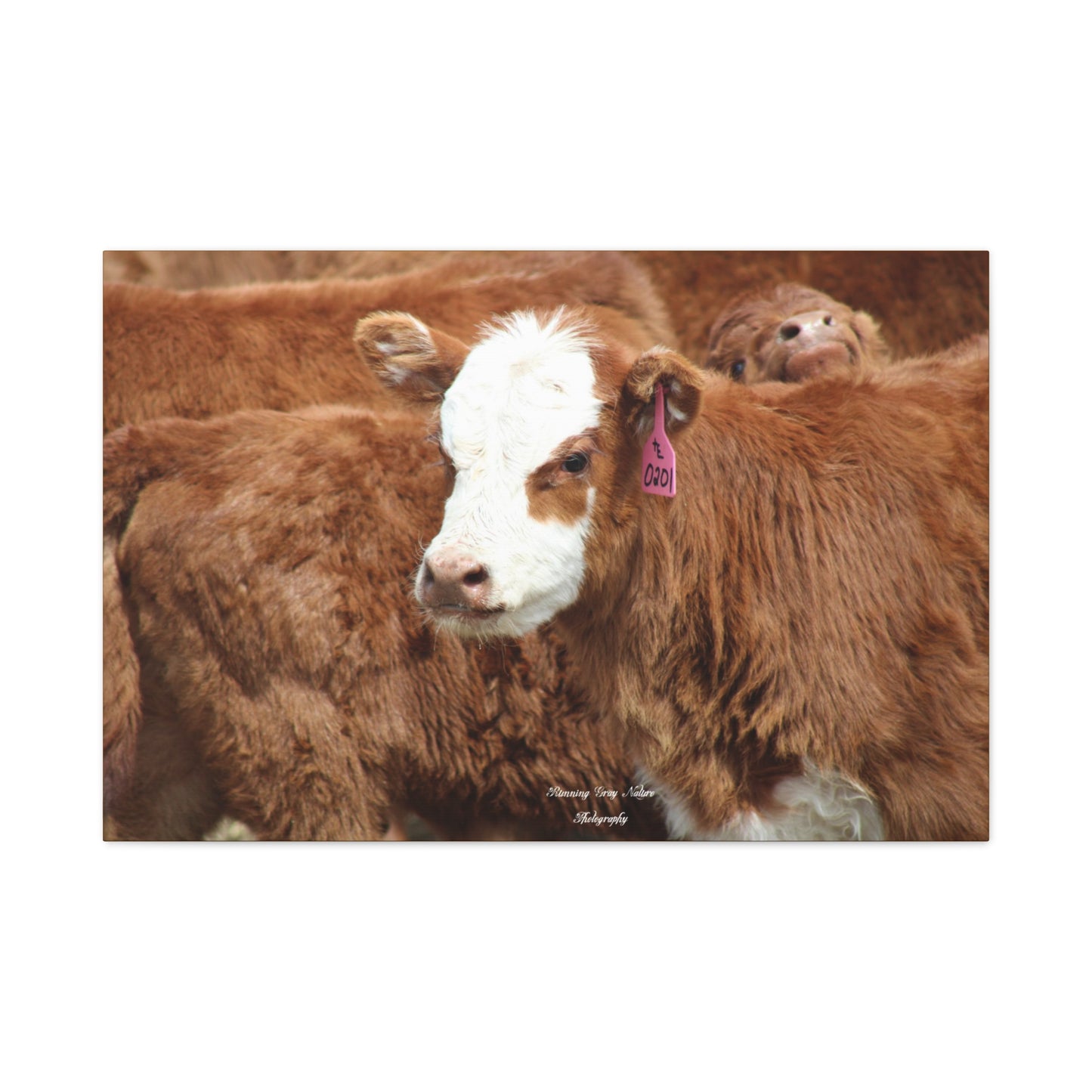 Red, White-Faced Calf Matte Canvas, Stretched, 1.25"