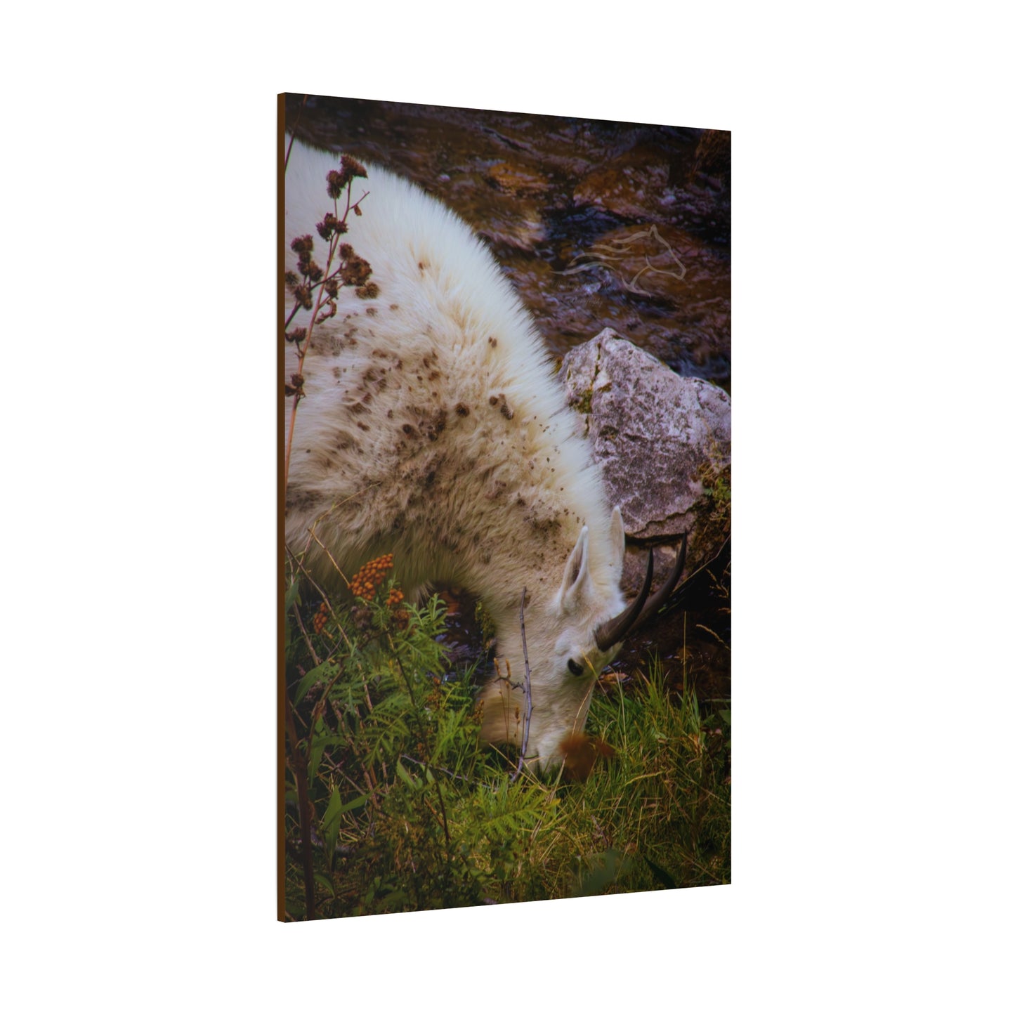 Mountain Goat Canvas