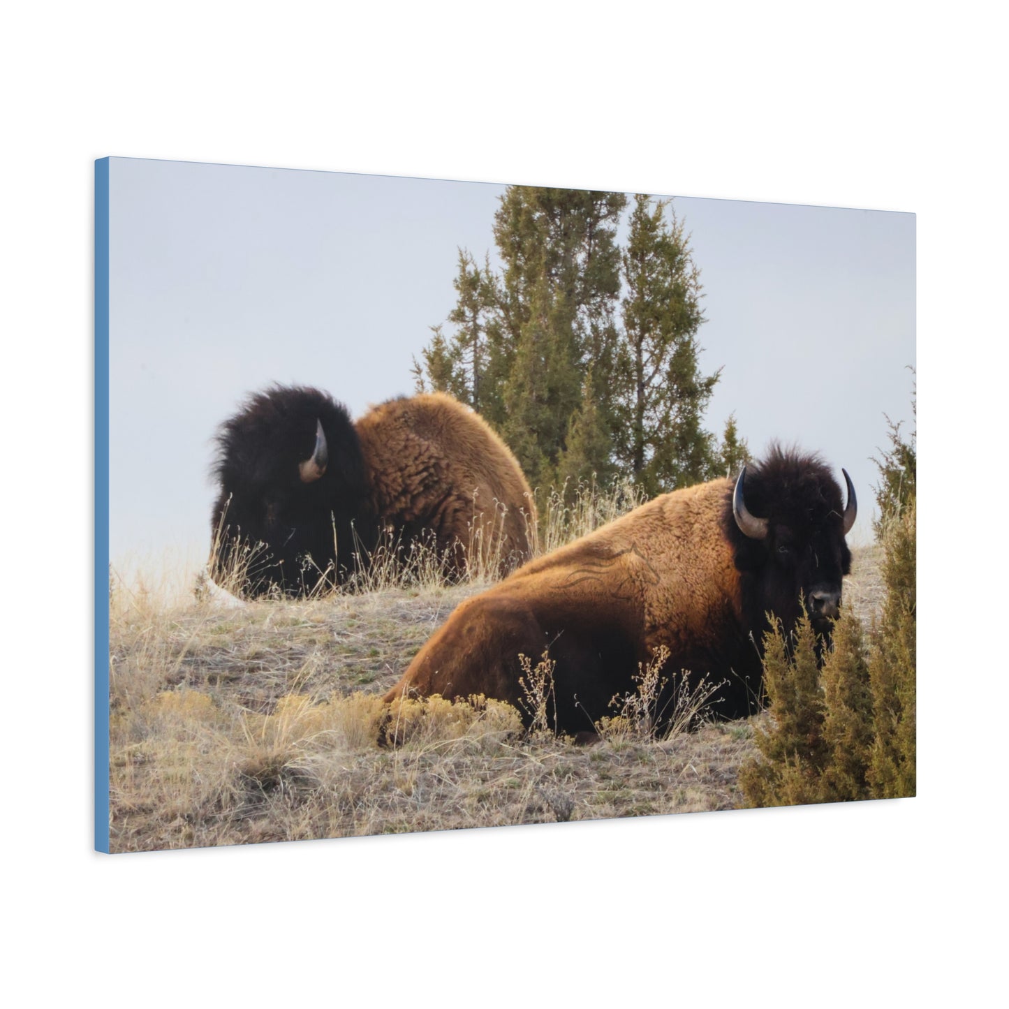 Two Bull Buffalo Canvas