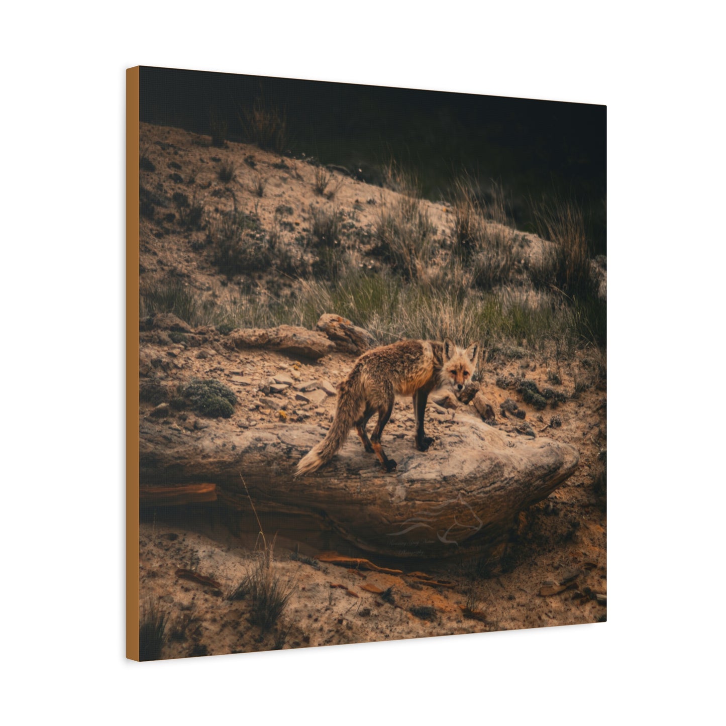 Rustic Fox Canvas