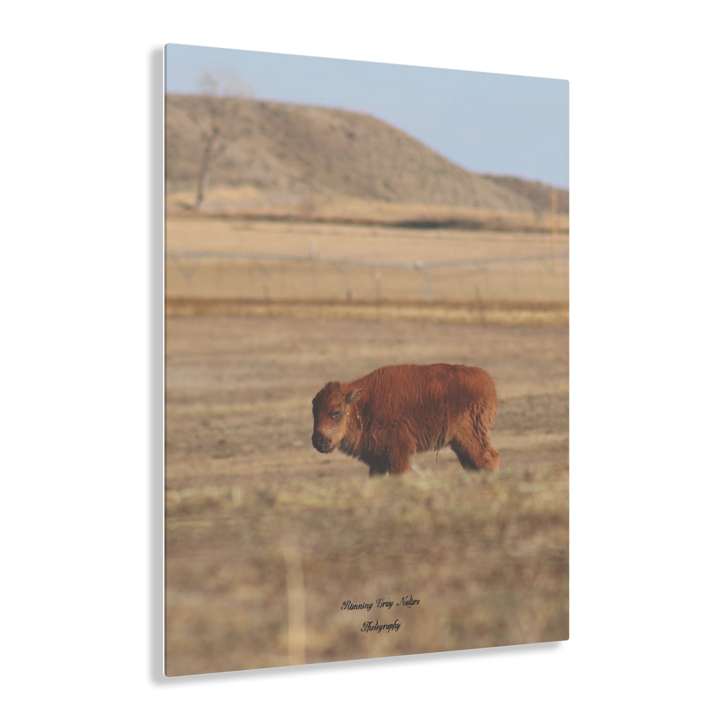 Baby Buffalo Acrylic Prints