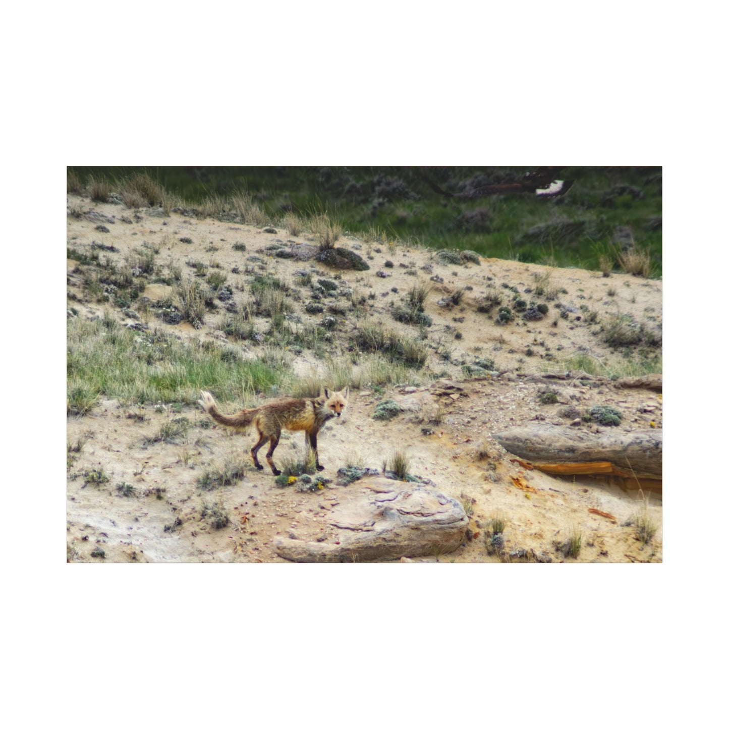 Swift fox and an Eagle