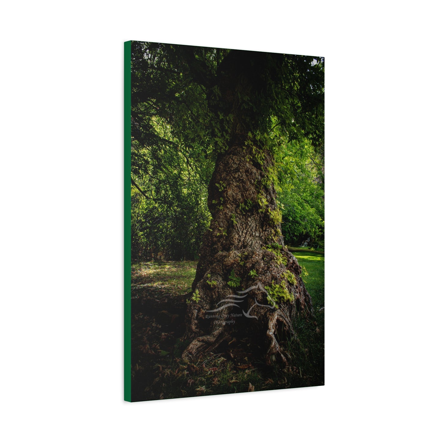 Natural Green Tree Canvas