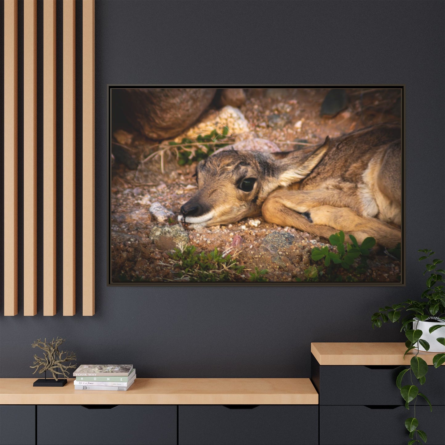 Baby Antelope Framed Canvas