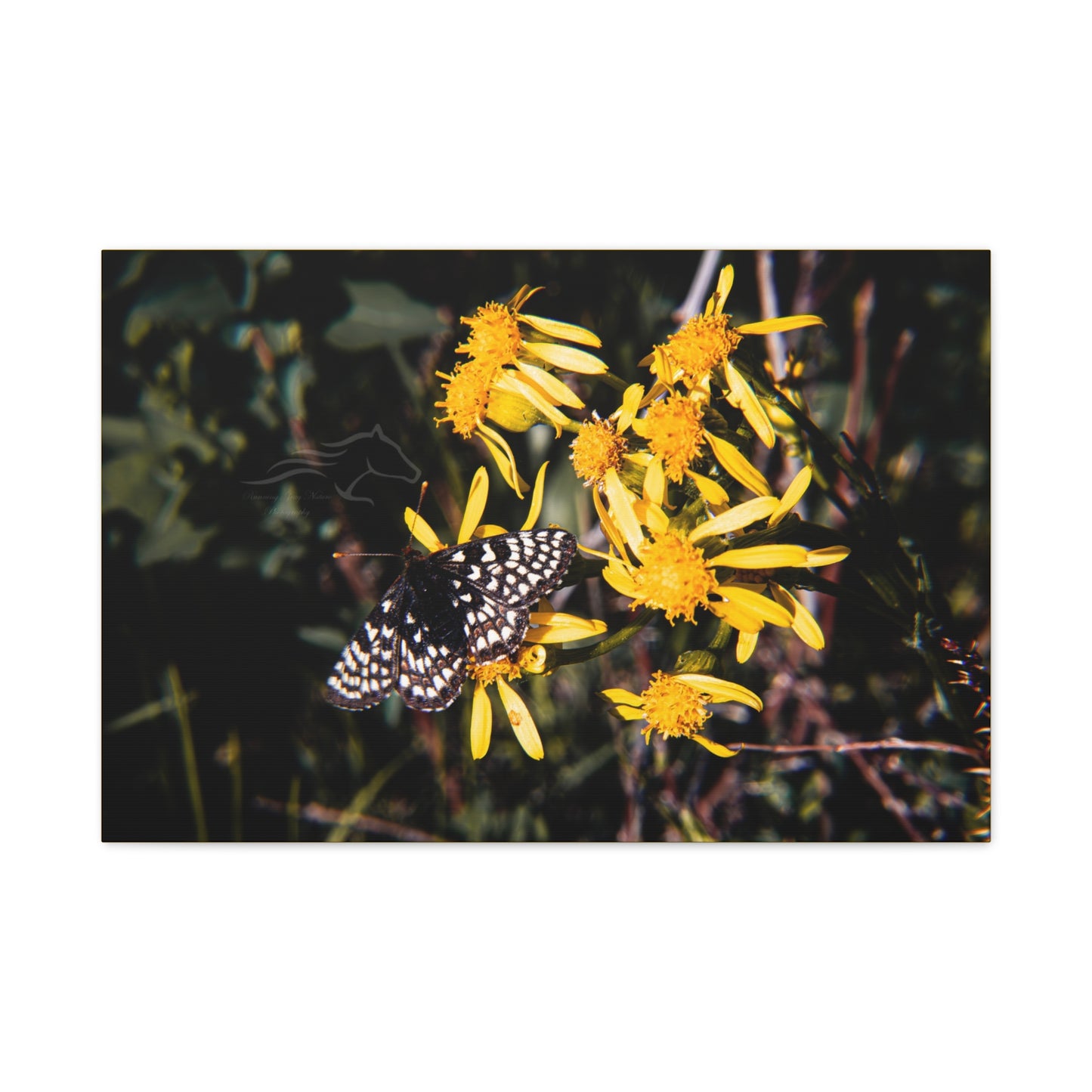 Butterfly Bloom Canvas