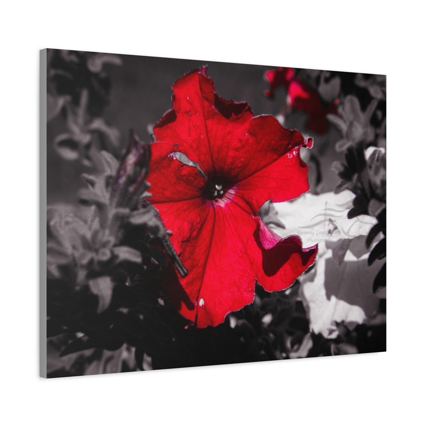 Black and Red Flower Canvas