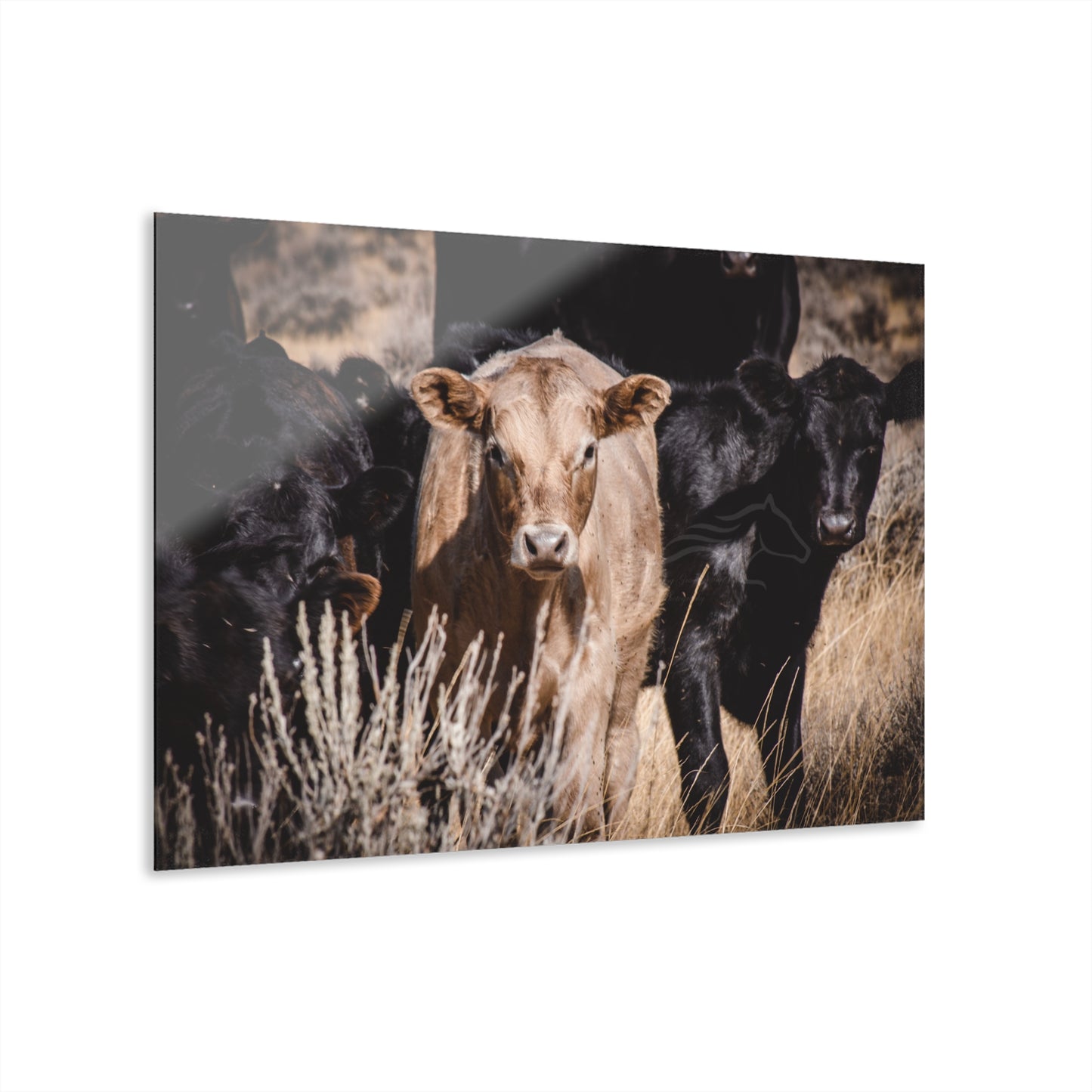 Baby Blonde Calf Acrylic