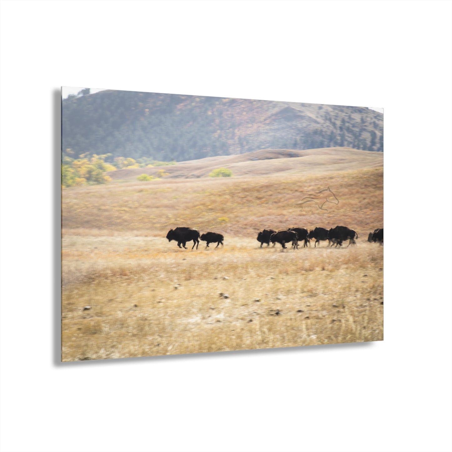 Beginning Buffalo Herd Acrylic