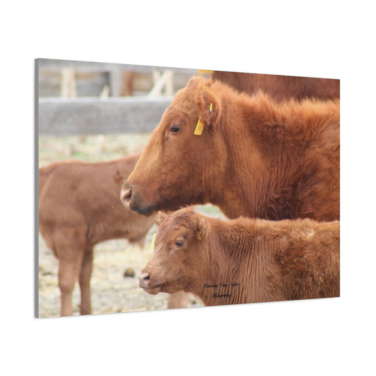 Momma and Baby Calf Matte Canvas, Stretched, 1.25"