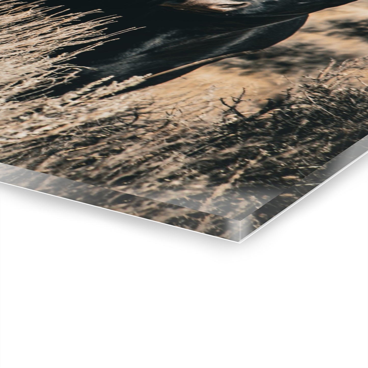 Black Angus Momma Acrylic