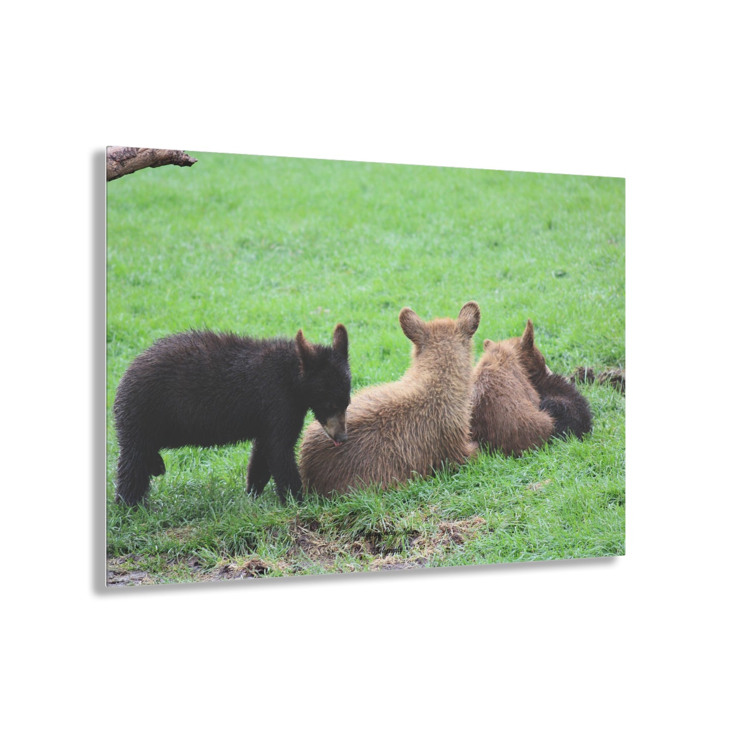 Four Cubs Pile Up Acrylic Prints