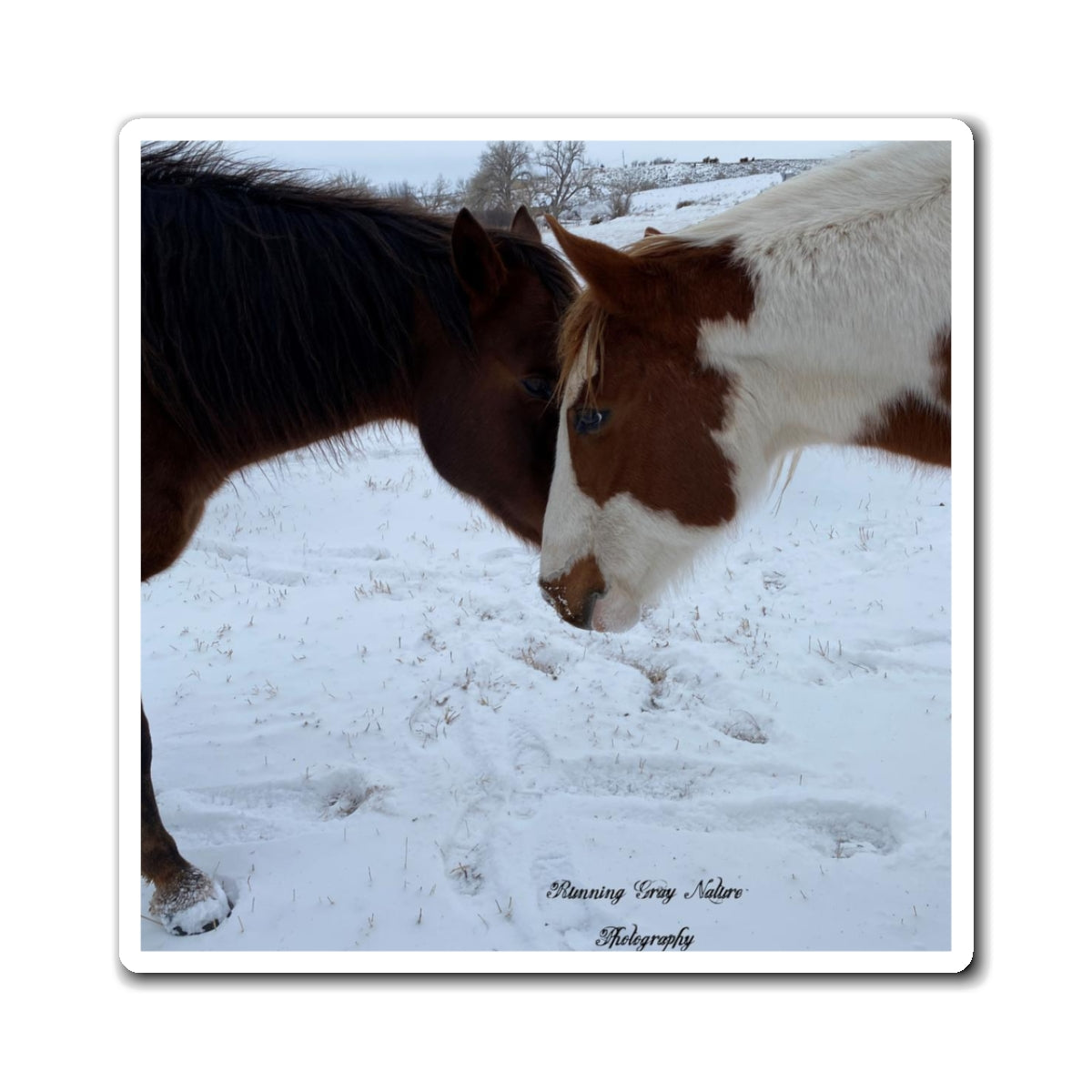 Painted Horse Magnets