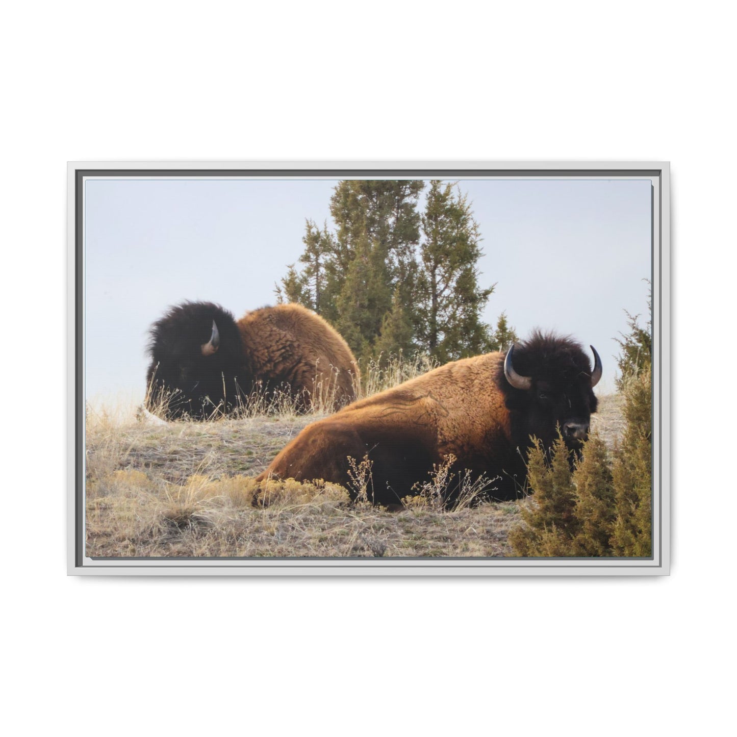 Two Bull Buffalo Framed Canvas