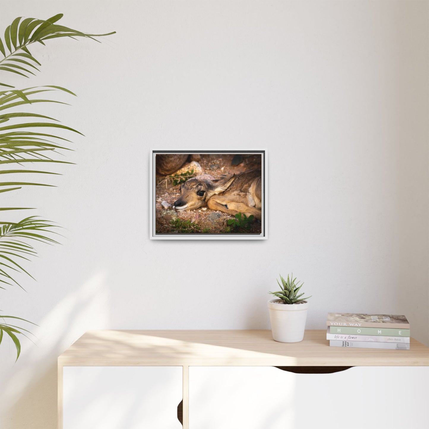 Baby Antelope Framed Canvas